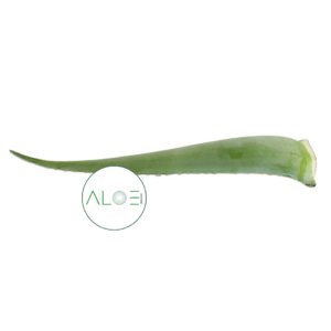 aloe-vera-leaf