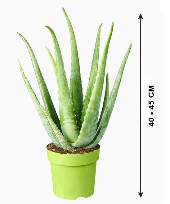 Aloe Vera n saksi - Aloe Organic